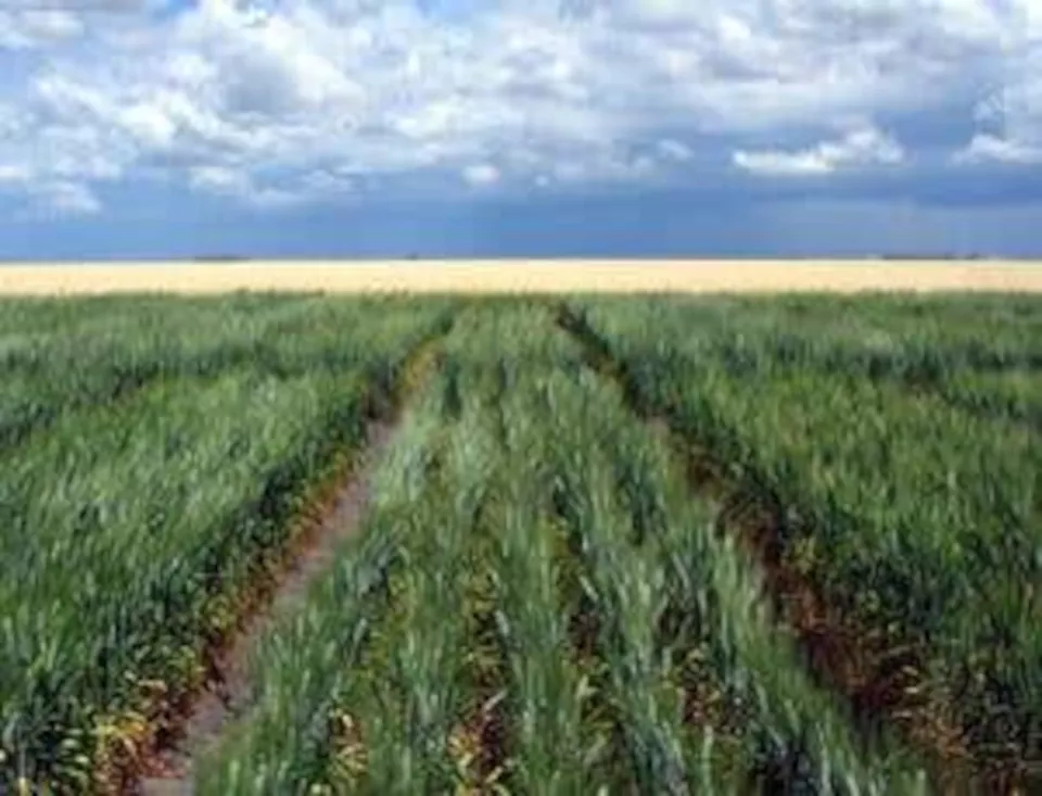 hybrid-wheat-is-worth-its-salt-on-irrigated-land