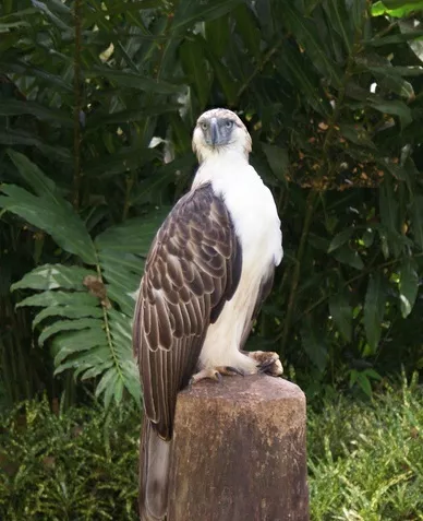 Philippine Eagle was Declared as National Bird